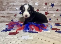 Toy Mini Beautiful Tri Sweet Tamale , a female Miniature Australian Shepherd for sale in Quartzsite, AZ – 2 of 9