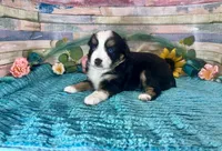Toy Mini Gorgeous Tri Sweet Tamale , a female Miniature Australian Shepherd for sale in Quartzsite, AZ – 2 of 10