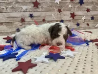 F2B Mini Red Tri Parti , a male Aussiedoodle for sale in Quartzsite, AZ – 2 of 10