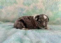 Stunning Toy Mini F1 Blue Merle, a male Aussiedoodle and Poodle - Miniature  for sale in Quartzsite, AZ – 4 of 7