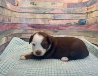 Toy Mini Red Tri Baby Boy Friday, a male Miniature Australian Shepherd for sale in Quartzsite, AZ – 2 of 7
