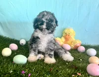 Coming Soon F1 Expecting All Colors , a  Aussiedoodle for sale in Quartzsite, AZ – 10 of 10