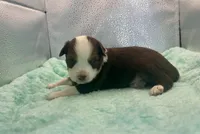 Stunning Toy Red Tri Boy Blue Eyes, a male Toy Australian Shepherd for sale in Quartzsite, AZ – 2 of 6