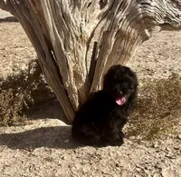 F1 Toy Mini Beautiful Black , a female Aussiedoodle for sale in Quartzsite, AZ – 4 of 7