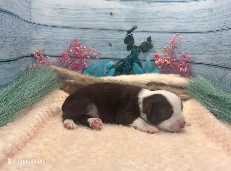 Toy Mini Red Tri Saturday  – Miniature Australian Shepherd puppy for sale in Quartzsite, AZ