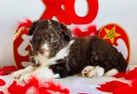 Coming Soon F1 Expecting All Colors , a  Aussiedoodle for sale in Quartzsite, AZ – 6 of 10