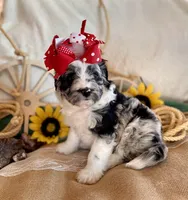 Toy Mini Aussiedoodle F1 Coming Soon All Colors, a  Miniature Aussiedoodle for sale in Quartzsite, AZ – 10 of 10