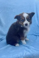 Toy Mini Red Tri Blue Eyes Val , a female Miniature Australian Shepherd for sale in Quartzsite, AZ – Photo 3 of 7