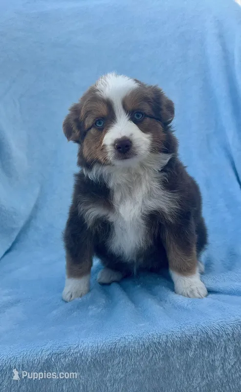 Toy Mini Red Tri Blue Eyes Val , a female Miniature Australian Shepherd for sale in Quartzsite, AZ – Photo 1 of 7