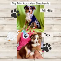 Toy Mini Red Tri Blue Eyes Val , a female Miniature Australian Shepherd for sale in Quartzsite, AZ – Photo 7 of 7