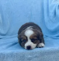 Toy Mini Red Tri Blue Eyes Val , a female Miniature Australian Shepherd for sale in Quartzsite, AZ – Photo 4 of 7