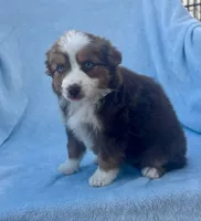 Toy Mini Red Tri Blue Eyes Val , a female Miniature Australian Shepherd for sale in Quartzsite, AZ – Photo 5 of 7