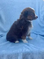 Toy Mini Red Tri Blue Eyes Val , a female Miniature Australian Shepherd for sale in Quartzsite, AZ – Photo 6 of 7