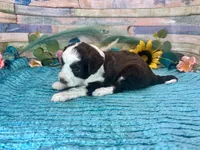 Toy Mini F1 Red Tri Tuxedo Sweetheart , a male Miniature Aussiedoodle for sale in Quartzsite, AZ – 8 of 10
