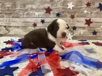 Toy Mini F1 Red and White Parti , a male Miniature Aussiedoodle for sale in Quartzsite, AZ – 8 of 9