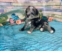 F2B Miniature Blue Merle Sweetheart, a female Aussiedoodle for sale in Quartzsite, AZ – 8 of 10