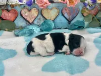 F2B Miniature Black and White Licorice Pie, a male Aussiedoodle for sale in Quartzsite, AZ – 2 of 5