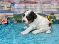 F2B Mini Red Tri Parti , a male Aussiedoodle for sale in Quartzsite, AZ – 9 of 10