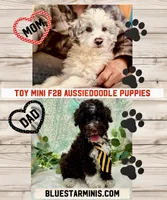 F2B Toy Mini Coming Soon All Colors, a  Miniature Aussiedoodle for sale in Quartzsite, AZ – 10 of 10