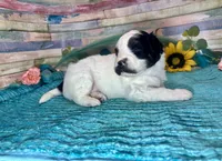 Mini F2B Black White Parti Stunning , a male Aussiedoodle for sale in Quartzsite, AZ – 8 of 10