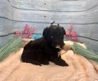 Toy Mini F1 Black and White Tuxedo Bi Tempe, a female Miniature Aussiedoodle for sale in Quartzsite, AZ – 7 of 9