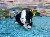Split Face F1 Toy Mini Black Tri Beautiful , a male Miniature Aussiedoodle for sale in Quartzsite, AZ – 3 of 10