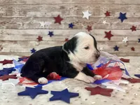 F1 Toy Mini Split Face Black Tri Rare Handsome, a male Miniature Aussiedoodle for sale in Quartzsite, AZ – 5 of 9