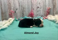Toy Mini Black Tri Almond Joy, a female Miniature Australian Shepherd for sale in Quartzsite, AZ – 3 of 5
