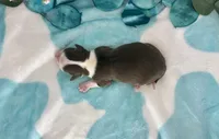 Toy Mini F1 Red and White Bi Pancakes, a male Miniature Aussiedoodle for sale in Quartzsite, AZ – 4 of 5