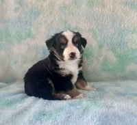 Toy Mini Beautiful Tri , a female Toy Australian Shepherd for sale in Quartzsite, AZ – 3 of 7