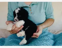Toy Mini Aussiedoodle F1B Black Tuxedo , a female Miniature Aussiedoodle for sale in Quartzsite, AZ – Photo 6 of 8