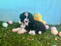 Toy Mini Aussiedoodle F1B Black Tuxedo , a female Miniature Aussiedoodle for sale in Quartzsite, AZ – Photo 2 of 8