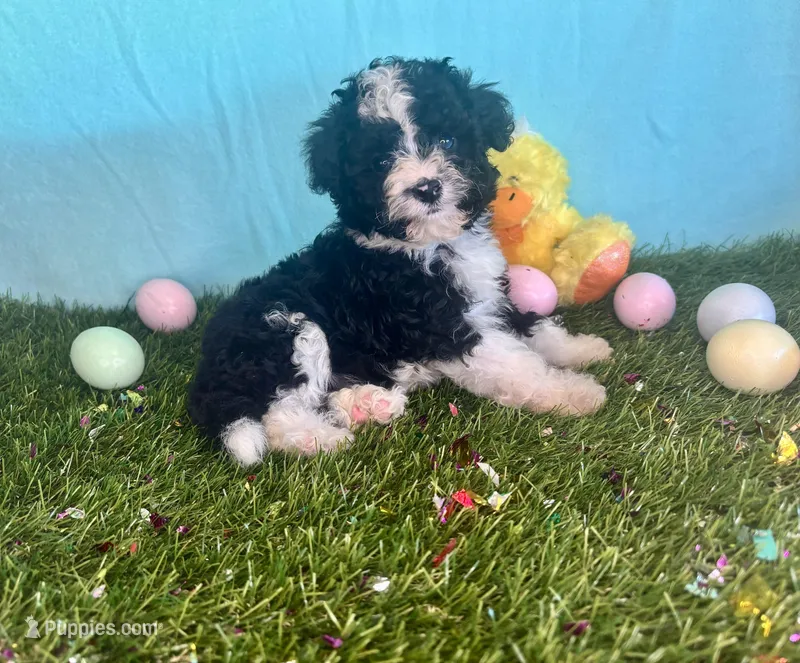Toy Mini Aussiedoodle F1B Black Tuxedo  – Miniature Aussiedoodle puppy for sale in Quartzsite, AZ