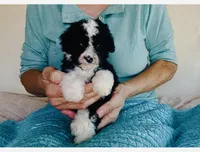 Toy Mini Aussiedoodle F1B Black Tuxedo , a female Miniature Aussiedoodle for sale in Quartzsite, AZ – Photo 5 of 8