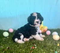 Toy Mini Aussiedoodle F1B Black Tuxedo , a female Miniature Aussiedoodle for sale in Quartzsite, AZ – Photo 4 of 8