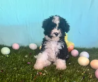 Toy Mini Aussiedoodle F1B Black Tuxedo , a female Miniature Aussiedoodle for sale in Quartzsite, AZ – Photo 3 of 8