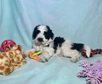 Mini F2B Parti Black and White , a male Aussiedoodle for sale in Quartzsite, AZ – 7 of 9