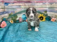 F2B Small Miniature Blue Merle, a male Aussiedoodle for sale in Quartzsite, AZ – 3 of 10