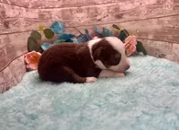 Toy Mini Red Tri Milky Way Blue Eyes, a female Miniature Australian Shepherd for sale in Quartzsite, AZ – 6 of 10