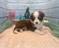 Toy Mini Red Tri Blue Eyes Milky Way, a female Miniature Australian Shepherd for sale in Quartzsite, AZ – 6 of 10