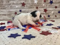 Mini F2B Black White Parti , a male Aussiedoodle for sale in Quartzsite, AZ – 6 of 9