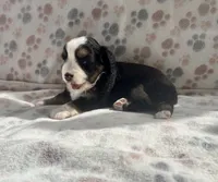 Mini Toy Gorgeous Tri , a female Miniature American Shepherd for sale in Quartzsite, AZ – 2 of 7