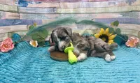 F2B Small Miniature Blue Merle, a male Aussiedoodle for sale in Quartzsite, AZ – 4 of 10