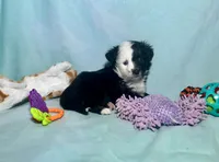 Toy Mini F1 Split Face Stunning , a male Miniature Aussiedoodle for sale in Quartzsite, AZ – 2 of 8