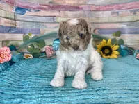 Miniature F2B Red Merle Parti , a male Aussiedoodle for sale in Quartzsite, AZ – 5 of 10