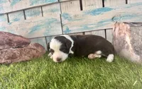 F1 Toy Mini Red Tri Tuxedo, a male Aussiedoodle and Poodle - Miniature  for sale in Quartzsite, AZ – 2 of 7