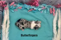 Toy Mini Blue Merle Butterfingers, a female Miniature Australian Shepherd for sale in Quartzsite, AZ – 4 of 5