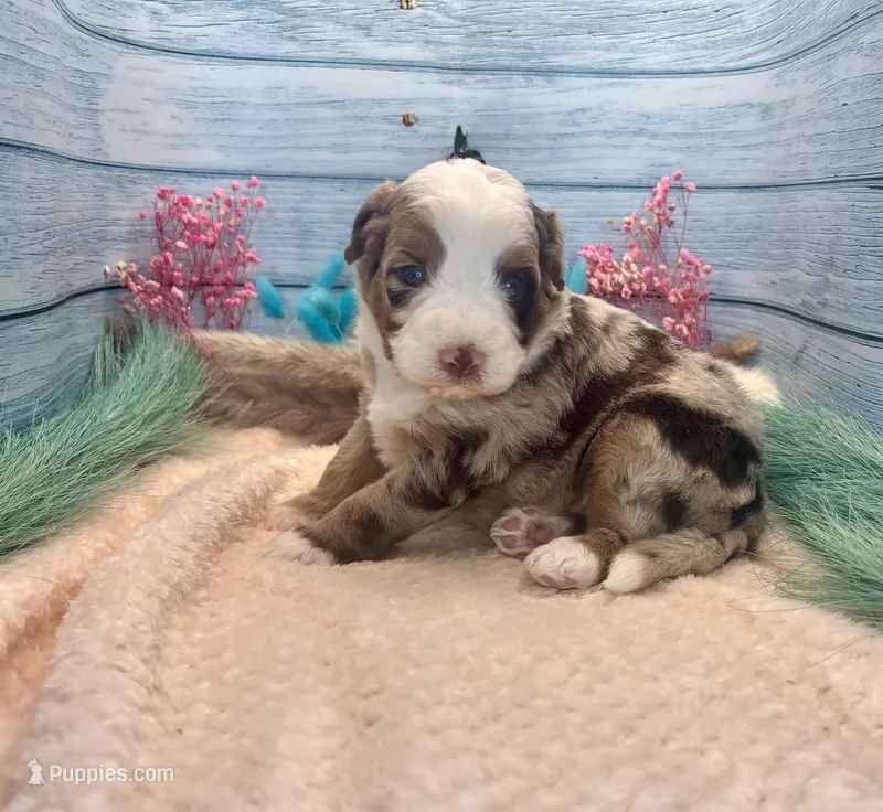 Toy Mini F1 Red Merle Phoenix  – Miniature Aussiedoodle puppy for sale in Quartzsite, AZ