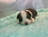 Stunning Toy Red Tri Boy Blue Eyes, a male Toy Australian Shepherd for sale in Quartzsite, AZ – 6 of 6