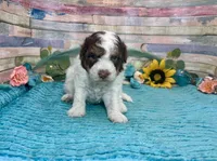 F2B Mini Red Tri Parti , a male Aussiedoodle for sale in Quartzsite, AZ – 4 of 10